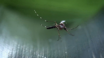 VIDEO Se podr&iacute;an disparar casos de dengue en Nuevo Laredo tras lluvias