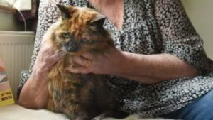 Muri&oacute; Rosie, la gata con el r&eacute;cord de ser la m&aacute;s vieja del mundo, ten&iacute;a 33 a&ntilde;os