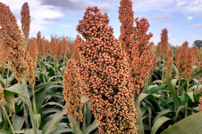 Estos apoyos recibir&aacute;n los productores de sorgo en Tamaulipas