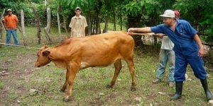 Alertan por rabia bovina paralítica