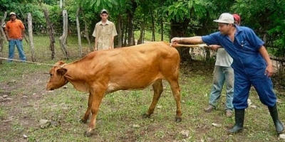 Alertan por rabia bovina paral&iacute;tica