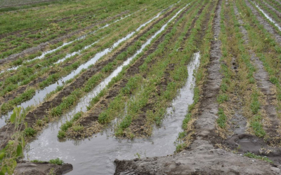 Auguran buena producción por lluvias en la frontera