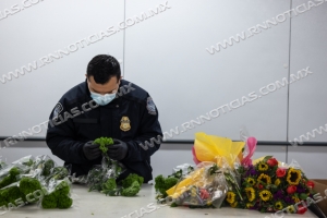 Especialistas en Agricultura de CBP de Brownsville Interceptan Una Plaga Rara en el País en un Cargamento de Flores