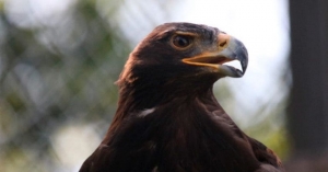 Llegan a Tamat&aacute;n dos &aacute;guilas reales