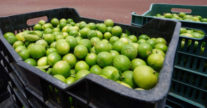 Aumento del precio del lim&oacute;n es normal por fiestas patrias: Profeco