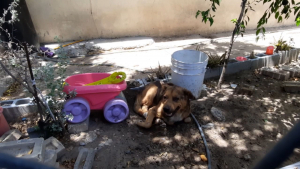 VIDEO Piden cuidar a mascotas del calor y no maltratarlas