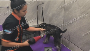 No hay casos confirmados de Rickettsia en Nuevo Laredo