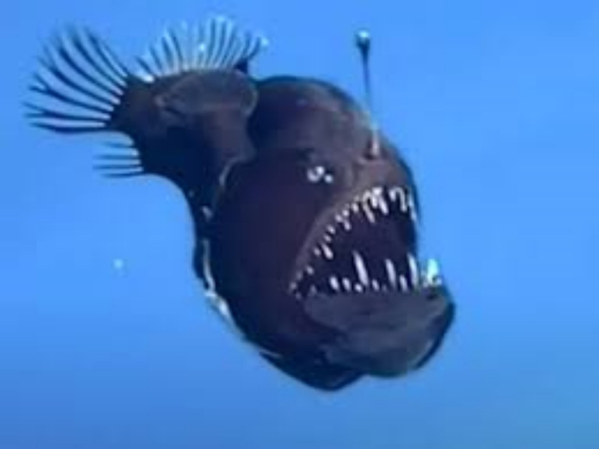 Revelan tamaño del pez diablo encontrado cerca de la superficie