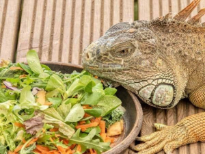 Iguanas est&aacute;n causando masivos cortes de luz en Florida, EU
