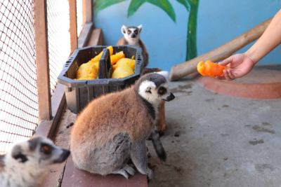 VIDEO Protegen a animales del Zool&oacute;gico de las altas temperaturas